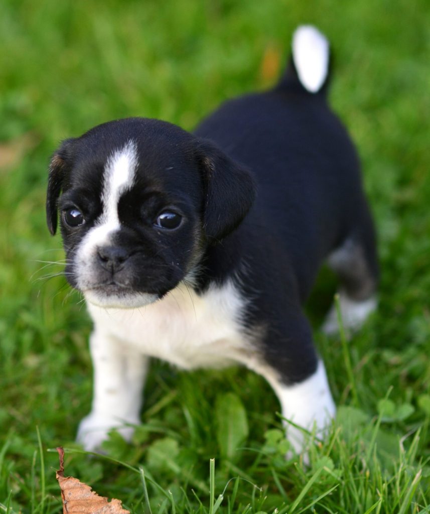 Tierarzt Ahaus Hund