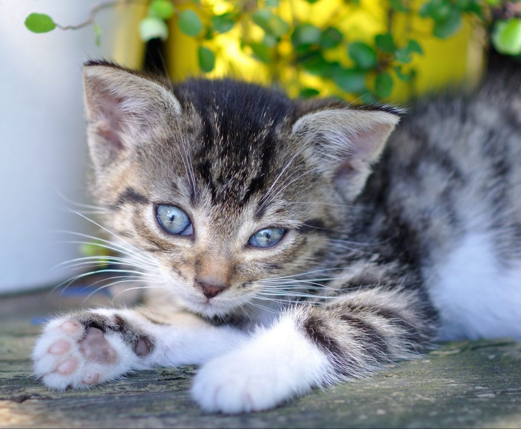 Tierarzt Ahaus Katze