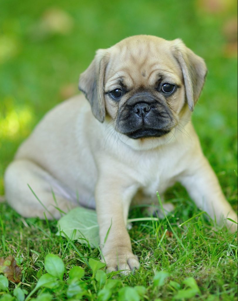Hund Tierarzt Ahaus Arikan